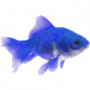 wiki:bluegoldfish.png